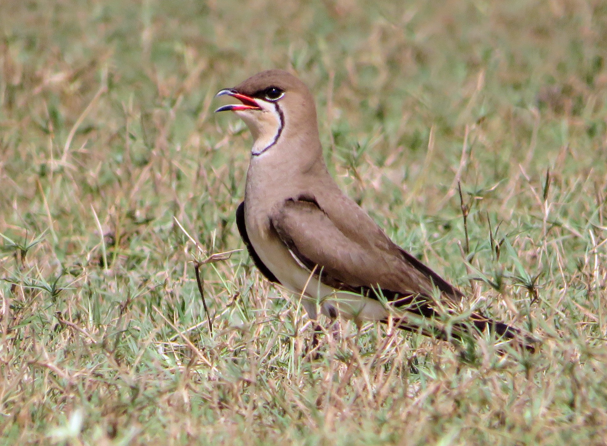 Collared Pratincole